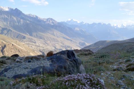 Photo no. 1 (4)
                                                         Góry Centralnej Azji, południowo-wschodni Tadżykistan, Pamir – teren badań
                            