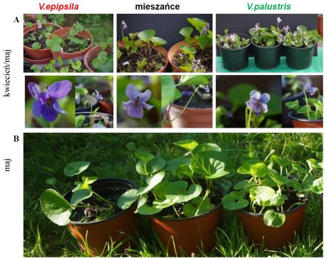 Photo no. 1 (2)
                                                         Zmienność cech w cyklu życiowym V. epipsila, V. palustris i mieszańców. A - faza kwitnienia – kwiaty chasmogamiczne; B - faza owocowania - torebki z kwiatów CH; C - faza kwitnienia - kwiaty CL 
i owocowania - torebki z kwiatów CL.
                            