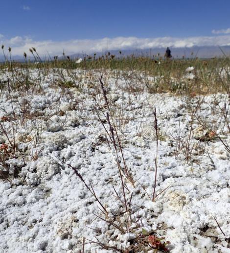 Photo no. 2 (2)
                                                         Puccinellia pamirica rosnąca w glebie pokrytej warstwą soli wytrąconej wzdłuż brzegów jeziora Karakul w Tadżykistanie, 12.07.2018
                            