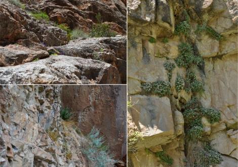 Zdjęcie nr 3 (4)
                                	                                   Przykłady zbiorowisk chasmofitycznych (naskalnych) z udziałem: Campanula lehmanniana (górny lewy róg), Achnatherum jacquemontii i Campanula incanescens (dolny lewy róg), Scutellaria megalodonta (po prawej)
                                  