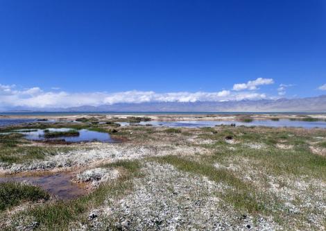 Zdjęcie nr 1 (2)
                                	                             Słonorośla przy jeziorze Karakul w Tadżykistanie, ok 4000 m n.p.m., 12.07.2018
                            